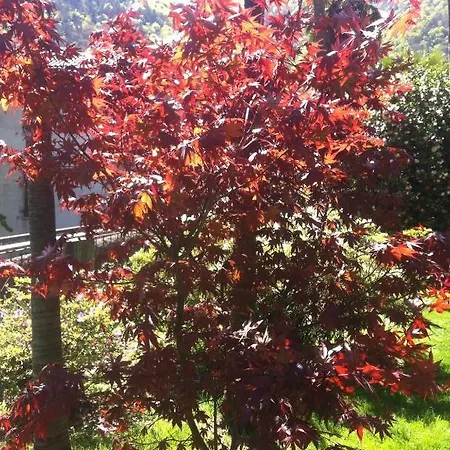 فندق مبيت وإفطار Dei Pini كانوبيو