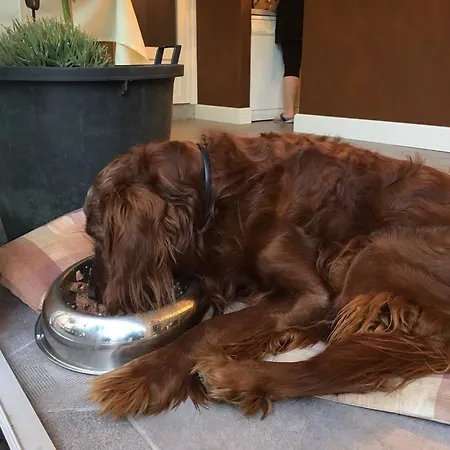 Dei Pini 3* كانوبيو