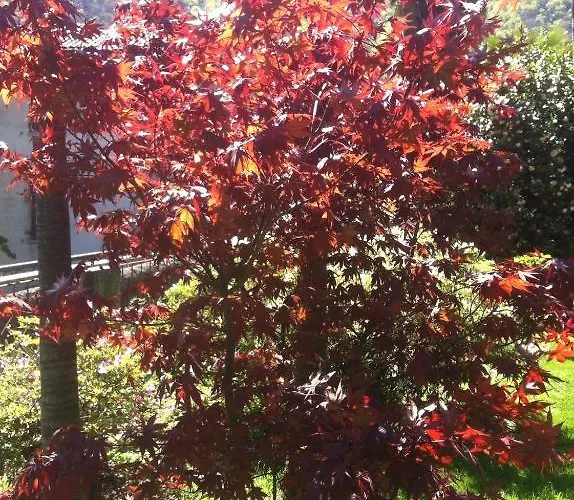 Bed and breakfast Dei Pini Cannobio