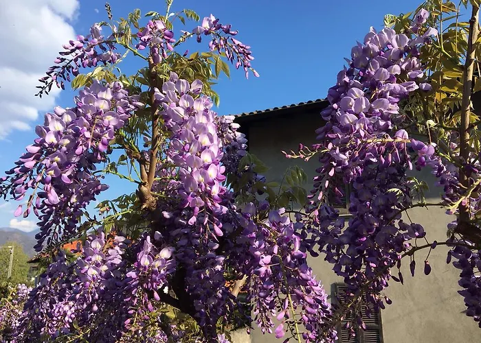 Dei Pini Alojamento de Acomodação e Pequeno-almoço Cannobio