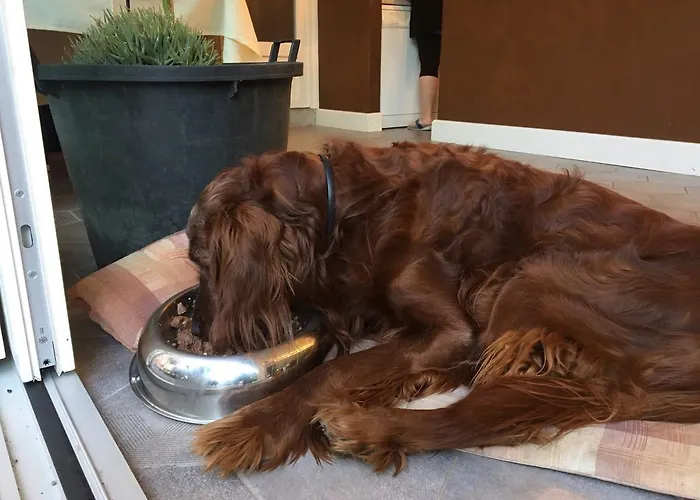 Dei Pini 3* Cannobio