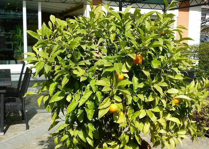 Bed and breakfast Dei Pini 3*